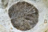 Three Fossil Leaves (Zizyphoides & Davidia) - Montana #165032-2